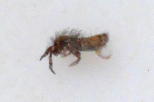 Réf. 285 035 : Orchesella villosa